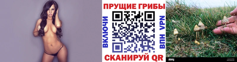 кракен ТОР  Ставрополь  Псилоцибиновые грибы Magic Shrooms 